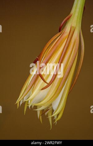 Fiore di Epiphyllum oxypetalum Foto Stock