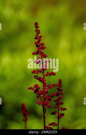 Fiore rosso di astilbe Foto Stock