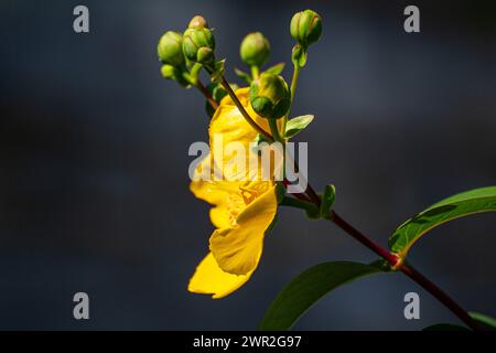 Hypericum calycinum fiore giallo Foto Stock