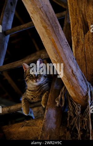adorabile gattino domestico in un ambiente rustico con zampe sulla scala Foto Stock