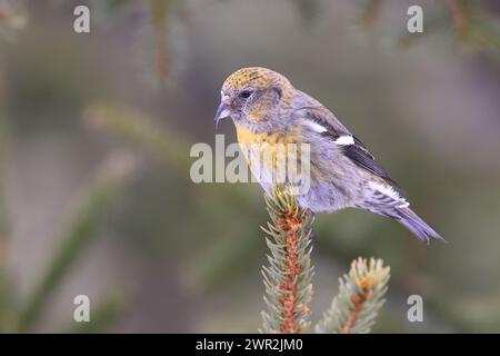 Femmina bianca alata Crossbill arroccata su un ramo di abete nella foresta, in Canada Foto Stock