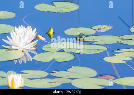 Un Bullfrog tra i gigli accanto a un giglio bianco luminoso in uno stagno in una mattinata tranquilla e soleggiata Foto Stock