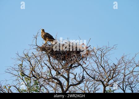 Aquila africana Tawny con il suo nido di ramoscelli in cima all'albero Foto Stock