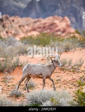 Pecore delle montagne rocciose - arieti del deserto del Mojave nella Valle del fuoco - corni di Ovis canadensis Foto Stock