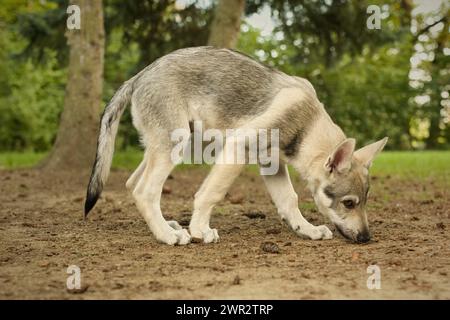 Cucciolo maschile di cane lupo cecoslovacco che si diverte a giocare all'aperto Foto Stock