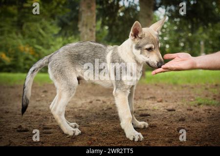 Cucciolo maschile di cane lupo cecoslovacco che si diverte a giocare all'aperto Foto Stock