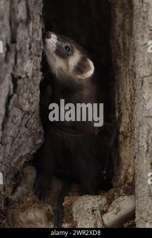 Ferret si diverte a camminare ed esplorare le buche degli alberi nel parco invernale Foto Stock