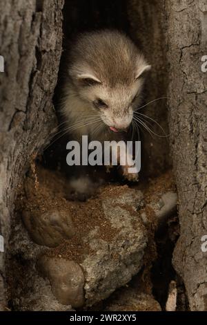 Ferret si diverte a camminare ed esplorare le buche degli alberi nel parco invernale Foto Stock