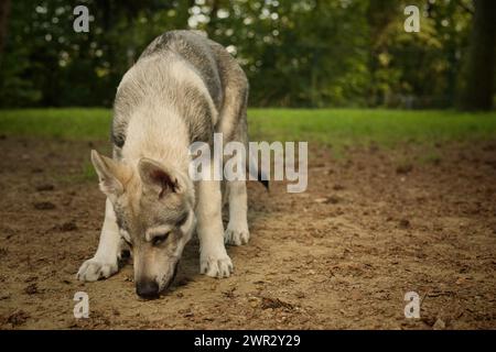 Cucciolo maschile di cane lupo cecoslovacco che si diverte a giocare all'aperto Foto Stock