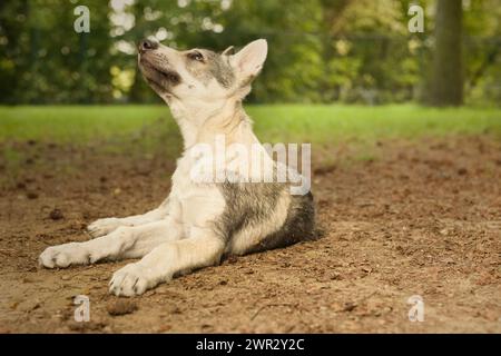 Cucciolo maschile di cane lupo cecoslovacco che si diverte a giocare all'aperto Foto Stock