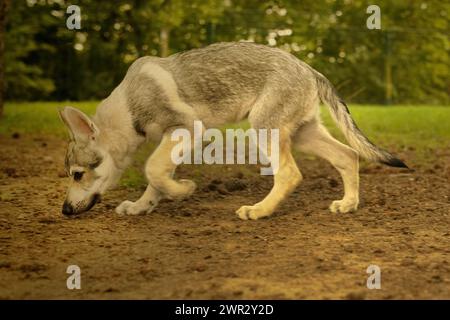 Cucciolo maschile di cane lupo cecoslovacco che si diverte a giocare all'aperto Foto Stock