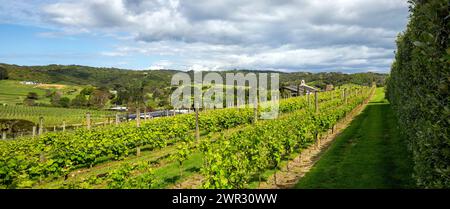 Vigneti della tenuta Tantalus nella valle di Onetangi, Waiheke Island, Aotearoa / nuova Zelanda. Waiheke Island è conosciuta come New Zealand's Foto Stock