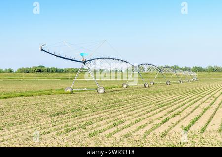 Ruotare il sistema di irrigazione in un campo di mais in una giornata di sole primaverili Foto Stock