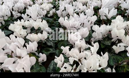 Gruppo di vasi di fiori ciclamini in serra Foto Stock