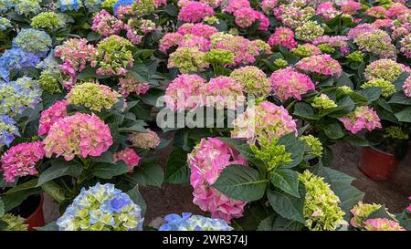 Set di vasi con fiori di ortensia in serra Foto Stock
