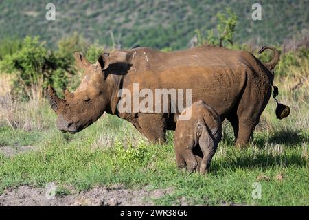 Rinoceronte bianco (Ceratotherium simum) mucca con bambino, Madikwe Game Reserve, North West Province, Sud Africa, RSA Foto Stock