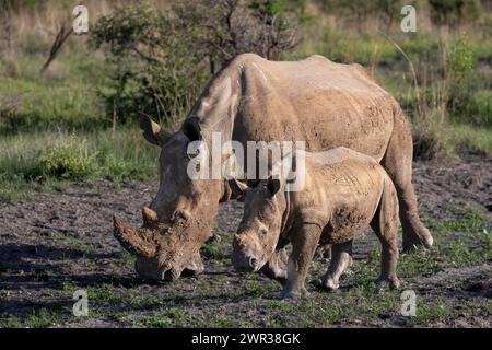 Rinoceronte bianco (Ceratotherium simum) mucca con bambino, Madikwe Game Reserve, North West Province, Sud Africa, RSA Foto Stock