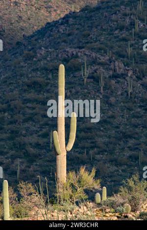 Cactus Saguaro (Carnegiea gigantea) Foto Stock