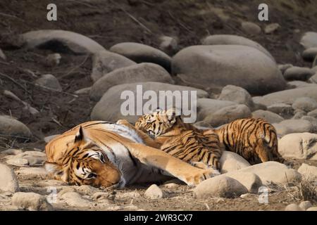 Tigre tigre Paarwali che si allattano i suoi cuccioli, Corbett National Park, India, febbraio 2024 Foto Stock