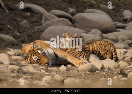 Tigre tigre Paarwali che si allattano i suoi cuccioli, Corbett National Park, India, febbraio 2024 Foto Stock