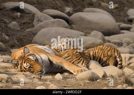 Tigre tigre Paarwali che si allattano i suoi cuccioli, Corbett National Park, India, febbraio 2024 Foto Stock