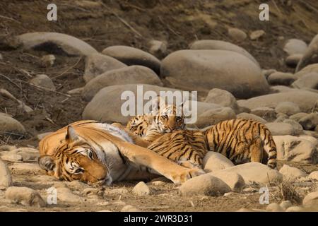 Tiger Paarwali che si allatta con i suoi cuccioli, Corbett National Park, India, febbraio 2024 Foto Stock