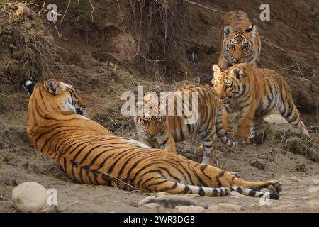 Tiger Paarwali e i suoi cuccioli, Corbett National Park, India, febbraio 2024. I cuccioli stanno camminando verso la tigre per l'infermiera. Foto Stock