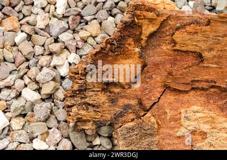Lebbeck Tree Bark on Stones Foto Stock
