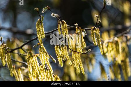 Hasel blüht im Frühling und sorgt beim manchen Allergikern für Probleme. (Rheinau, Schweiz, 09.04.2023) Foto Stock