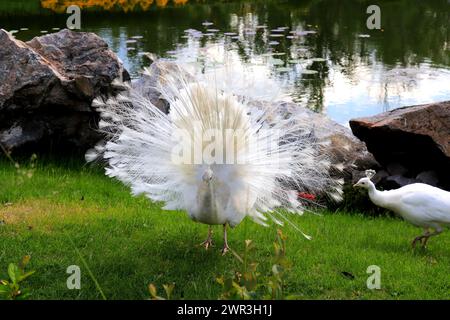 Il bellissimo giovane pavone diffonde la coda sull'erba verde. Balli di pavone, danze matrimoniali, spettacoli di piume nel parco, zoo, fattoria Foto Stock