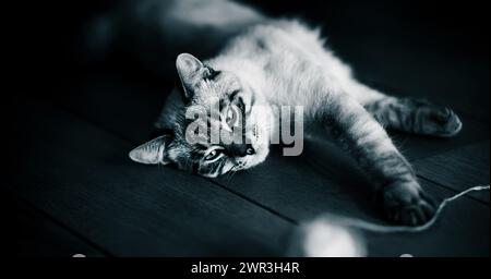 Una fotografia in bianco e nero di un bellissimo gattino che gioca con una palla di filato. Il gattino è molto giocoso. Foto Stock