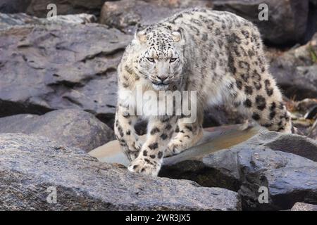 Leopardo delle nevi (Panthera uncia), comunemente noto come oncia Foto Stock