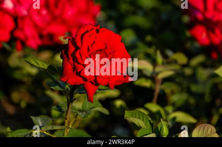 Die rote Rosen sind meist sogenannte Kulturrosen. Hier im Schaffhauser Rosengarten. (Sciaffusa, Svizzera, 16.06.2023) Foto Stock