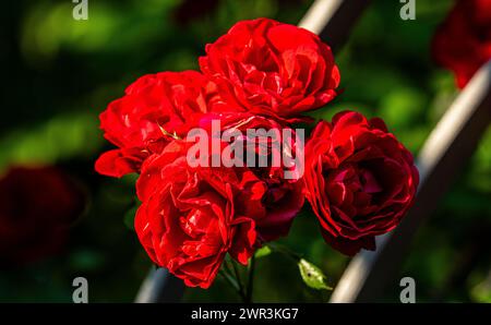 Die rote Rosen sind meist sogenannte Kulturrosen. Hier im Schaffhauser Rosengarten. (Sciaffusa, Svizzera, 16.06.2023) Foto Stock