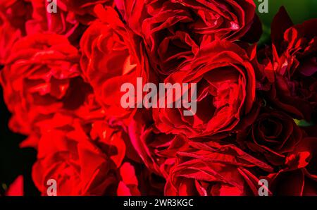 Die rote Rosen sind meist sogenannte Kulturrosen. Hier im Schaffhauser Rosengarten. (Sciaffusa, Svizzera, 16.06.2023) Foto Stock