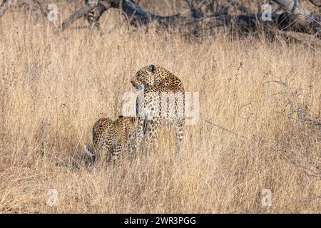 Leopardo femminile e cucciolo che camminano attraverso l'erba lunga Foto Stock