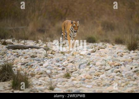 Tiger - Tigress Paarwali, Corbett National Park, febbraio 2024. Foto Stock