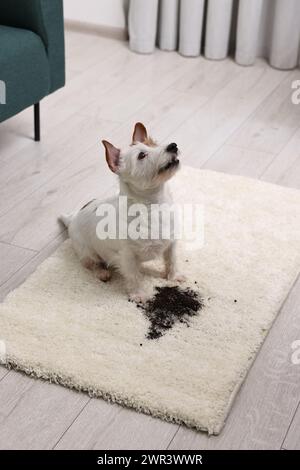 Bel cane vicino alla macchia di fango sul tappeto al chiuso Foto Stock