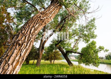 Alberi di Cottonwood lungo il fiume Little Missouri al Cottonwood Campground nel Theodore Roosevelt National Park, North Dakota, USA. Foto Stock