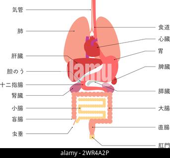 Illustrazione della struttura del corpo umano, solo organi interni (organi) - traduzione: Anus stomaco appendice retto cecum colon trachea epatica g Illustrazione Vettoriale