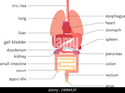 Illustrazione della struttura del corpo umano, solo organi interni (organi), illustrazione vettoriale Illustrazione Vettoriale