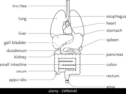 Disegno strutturale del corpo umano, illustrazione degli organi interni (organi) solo disegno della linea bianco e nero , illustrazione vettoriale Illustrazione Vettoriale