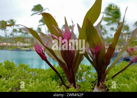 Splendidi fiori viola su una spiaggia tropicale di Kauai Foto Stock