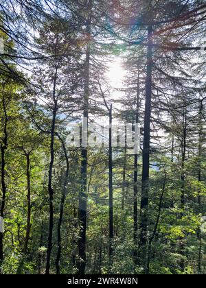 Una vista panoramica della luce del sole che filtra attraverso una fitta foresta di alberi alti Foto Stock
