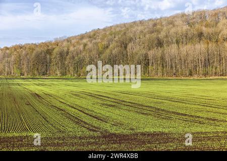 Lussureggiante campo verde sul bordo di una foresta Foto Stock