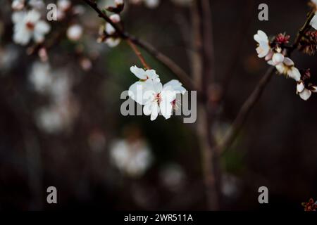 Splendidi alberi di mandorlo fioriscono in primavera dell'anno. fiori bianchi e rosa che diventano mandorle salutari. Foto Stock