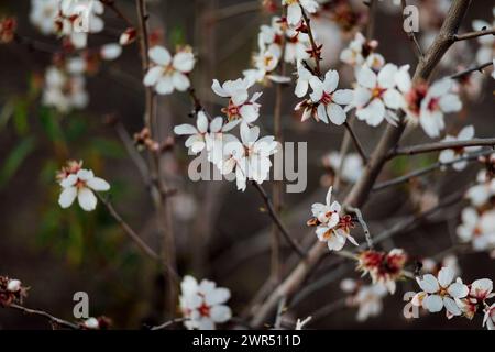 Splendidi alberi di mandorlo fioriscono in primavera dell'anno. fiori bianchi e rosa che diventano mandorle salutari. Foto Stock