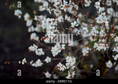 Splendidi alberi di mandorlo fioriscono in primavera dell'anno. fiori bianchi e rosa che diventano mandorle salutari. Foto Stock