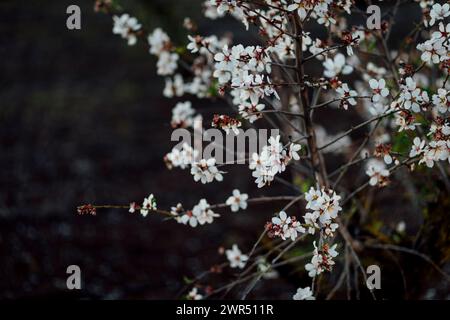 Splendidi alberi di mandorlo fioriscono in primavera dell'anno. fiori bianchi e rosa che diventano mandorle salutari. Foto Stock