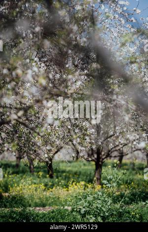 Splendidi alberi di mandorlo fioriscono in primavera dell'anno. fiori bianchi e rosa che diventano mandorle salutari. Foto Stock